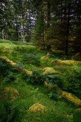 Obraz premium Mossy ground