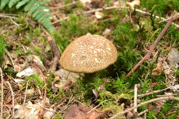 Ziegenlippe häufig gefundener Pilz