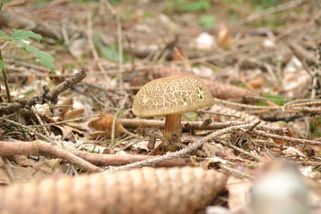 Ziegenlippe h&auml;ufig gefundener Pilz