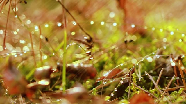 Mushroom Boletus In a Sunny forest in the rain.