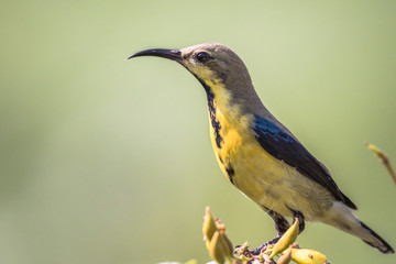 Fototapeta premium Male purple sunbird in non breeding plumage