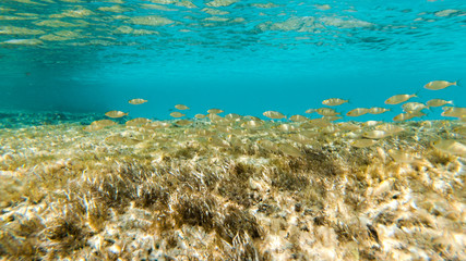 Obraz premium underwater exploration in a paradise island
