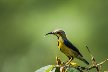 Fototapeta premium Male purple sunbird in non breeding plumage