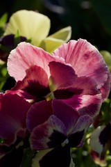 Naklejka premium pink flower in the garden