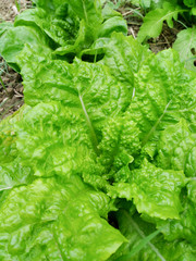 Top view of fresh and green vegetable with green leaves in growth at vegetable garden. Agricultural product in rural Neimen,Kaohsiung,Taiwan.Natural and organic health concept.Could be background.