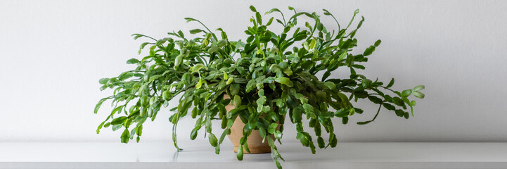 Large succulent house plant on white shelf against white wall. Indoor potted plant banner with copy...