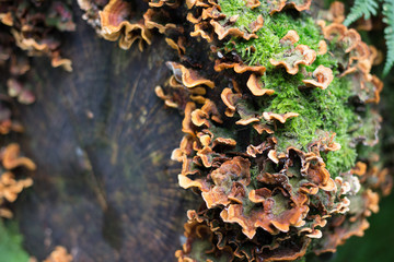 Moss and fungi on log