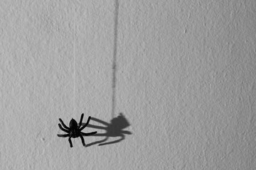 Halloween background concept. Black spider graphic shadow hanging on web on white wall