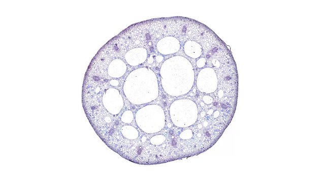 nymphaea stem - cross section cut under the microscope &ndash; microscopic view of plant cells for botanic education