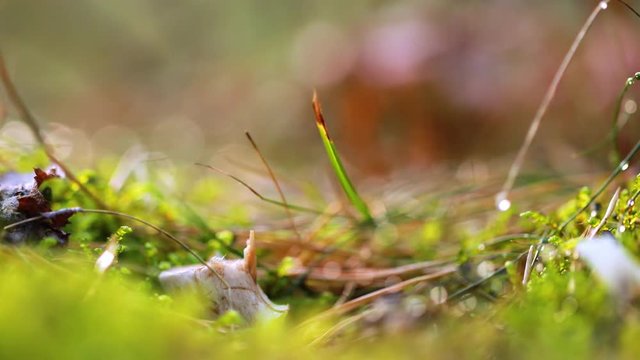 Man cuts a mushroom with a knife in the autumn forest.