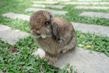 Holland Lop rabbit stands on the path of the field.
