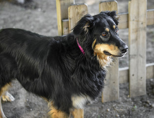 Fototapeta premium Cane adulto in un parco