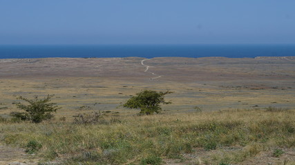 tree in desert and sea