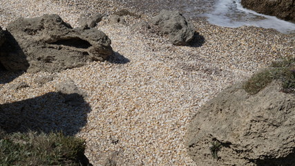 seashells beach
