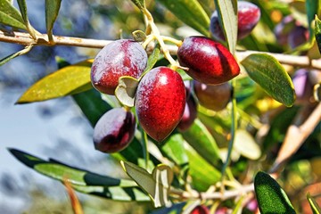 Greece, Peloponnese, Messinia, olive tree, olives, Koroneiki variety