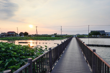 Obraz premium 伊佐沼 遊歩道
