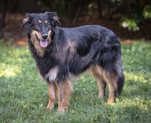 Cane adulto in un parco