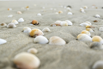 Summer beach background and closeup image of sea shells on sand