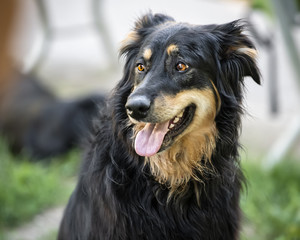 Cane adulto in un parco
