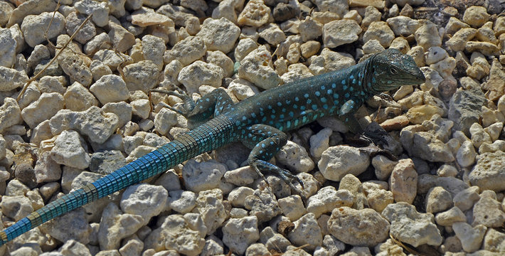 Aruba Whiptail Lizard