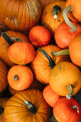 Harvested orange pumpkins. Halloween background