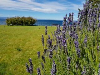 paisaje de Lago Argentino en la Patagonia con un primer plano de flores violetas y el lago en el...