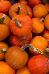 Harvested orange pumpkins. Halloween background