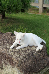 Naklejka na ściany i meble 公園の白い猫