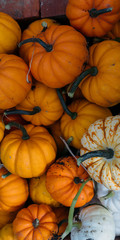 Harvested orange pumpkins. Halloween background