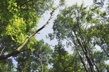 wald von unten