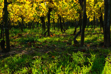 Obraz premium yellow grape leaves and green grass in october sunny vinery