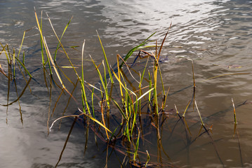 Narwiański Park Narodowy, Polska, Podlasie © podlaski49