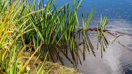 Narwiański Park Narodowy, Polska, Podlasie © podlaski49