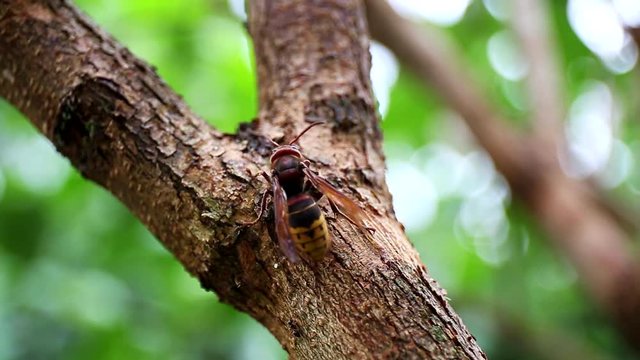 European hornet (Vespa crabro). The largest eusocial european wasp. Hornet nibbling the tree bark.