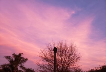 Cielo rosado con nubes y silueta de un árbol