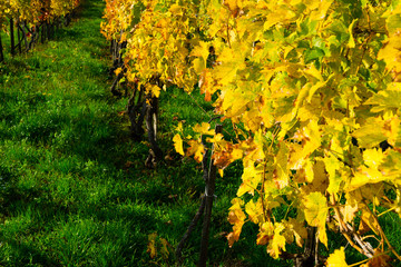 Naklejka premium yellow grape leaves and green grass in october sunny vinery