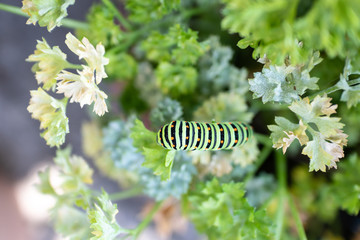 Black swallowtail caterpillar on parsley