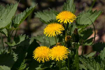 Bl&uuml;hender L&ouml;wenzahn