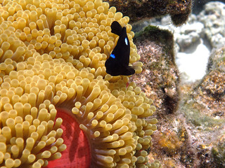 Moorea French Polynesia damselfish with anemone - obrazy, fototapety, plakaty