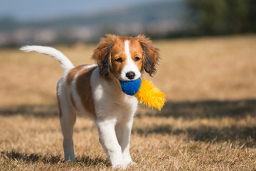 Nederlandse Kooikerhondje