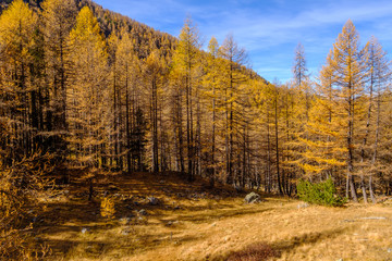 Paysage des Alpes en automne. La forêt et les montagnes. France, Alpes de Haute Provence.