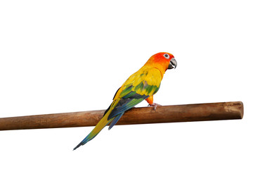 Sun Conure bird perching on wood branch isolated on white background, clipping path included