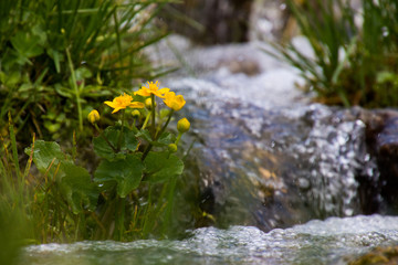 Sumpfdotterblume am Rande einer Gebirgsquelle