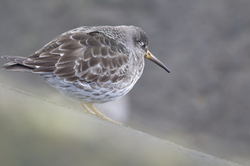 A purple sandpiper (Calidris maritima) resting on a cold morning at the Dutch coast.- Standing on concrete blocks in a cold and grey atmosphere.