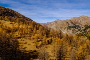 Paysage des Alpes en automne. La forêt et les montagnes. France, Alpes de Haute Provence.