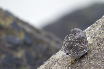 A purple sandpiper (Calidris maritima) resting on a cold morning at the Dutch coast.- Standing on concrete blocks in a cold and grey atmosphere.