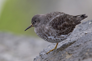 A purple sandpiper (Calidris maritima) resting on a cold morning at the Dutch coast.- Standing on concrete blocks in a cold and grey atmosphere.