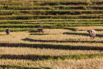 cultivated land fields landscaped near Kalaw Shan state in Myanmar (Burma)