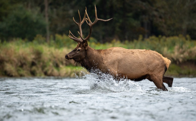 Bull Elk During the Rut Season 
