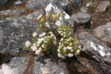 Beautiful Blossoms at the Wonderland Ranges, The Central Grampians, Wonderland Ranges, Victoria, Australia